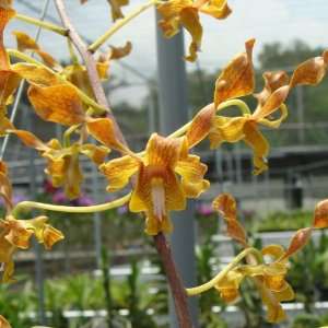 SD45 Orchid Plant Dendrobium Goldenrod X Yap Siew Yin X discolor 