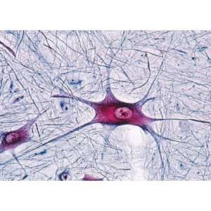 Nervous System   English Microscope Slide:  Industrial 