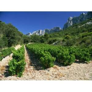 Cotes De Rhone Vineyards, Dentelles De Montmirail, Vaucluse, Provence 
