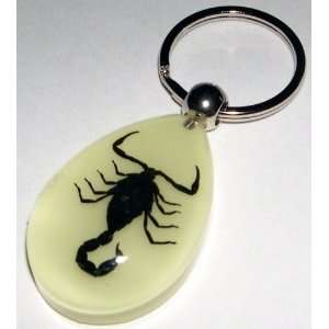  Glow in the dark Real Insect Keychain   Black Scorpion 