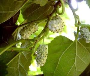White mulberry (Morus alba) 100 seeds  