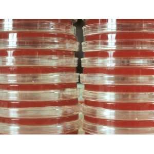  Research Labware Petri Dishes with Agar Photographic 