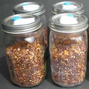 Mushroom spawn substrate jars sterilized mycology magic  
