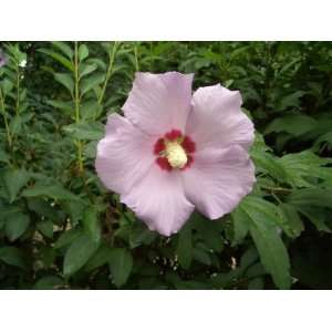  50 LIGHT PINK ROSE OF SHARON Hibiscus Syriacus / Althea 