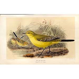  Yellow Wagtail Lilford Birds 1885 97 By J G Keulemans 