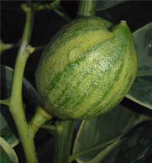   leaves and also random stripes on the fruit mother plant not for sale