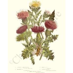  Botanical Flower Print Thistles