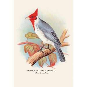   Buyenlarge Red Crested Cardinal 28x42 Giclee on Canvas: Home & Kitchen