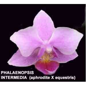 Phalaenopsis Intermedia (xintermediate) 613S  Grocery 