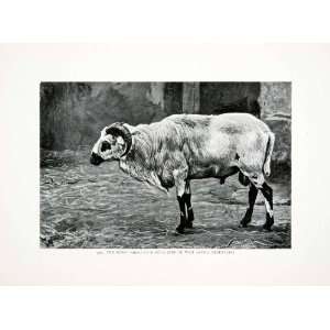  1906 Print Wild Animal Maned Sheep Liberia Africa Harry 