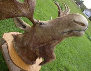 MOOSE HEAD 20 Points Taxidermy 56 SPREAD Mount HUNTING DECOR  