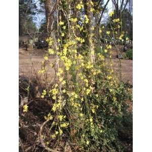  Winter Jasmine (Jasminum nudiflorum) Patio, Lawn & Garden