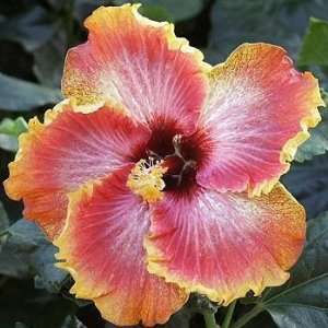  Wild Dream Hibiscus 30 Seeds Patio, Lawn & Garden