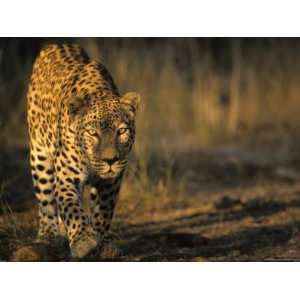 , (Panthera Pardus), Duesternbrook Private Game Reserve, Windhoek 