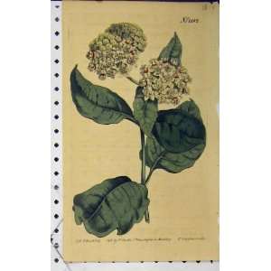  1809 Hand Coloured Flower Edwards Curtis Sansom N.1182 