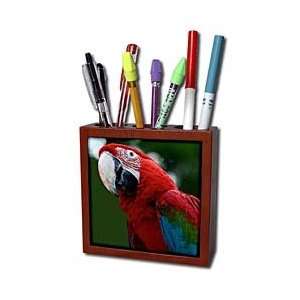   green macaw, green winged macaw, macaw   Tile Pen Holders 5 inch tile