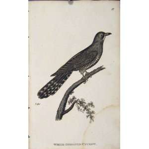  White Throated Cuckow Bird Copper Engraving Old Print 
