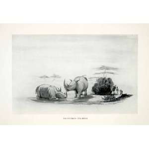  1924 Print Alfred Dolman South African Rhinoceros Stalking 