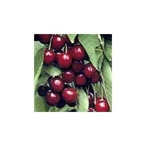  English Morello Pie Cherry Tree Five Gallon: Patio, Lawn 