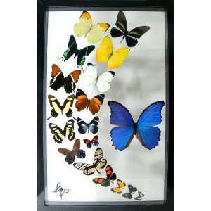  The Media Luna Real Mounted Butterflies for Art and Home 