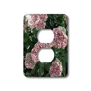 Beverly Turner Photography   Lantana Flowers   Light Switch Covers   2 