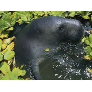  ian Manatee (Trichechus Inunguis) Sticking Head Out 