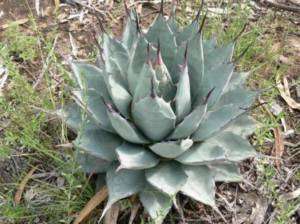 10 Agave Applanata rare succulent cactus seeds  