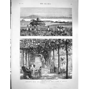  1878 Congo River Africa Vinery Maracuja Emboma Trading 