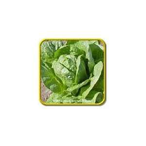  Paris Island Cos Romaine Lettuce Seed   2g Seed Packet 