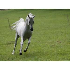 Galloping Arabian Horse National Geographic Collection Photographic 