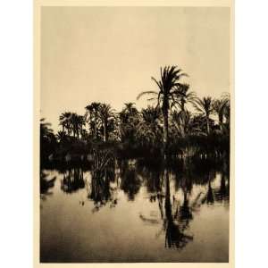  1929 Faiyum Fayum Oasis Egypt Palm Trees Pond Landscape 