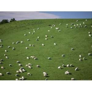  Sheep Grazing on Downs Near Geraldine at the South Western 