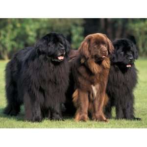 Domestic Dogs, Three Newfoundland Dogs Standing Together Photographic 