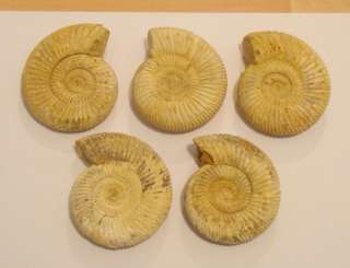 dig dinos is proud to have for sale perisphinctes ammonite