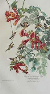 Audubon Amsterdam Folio   Ruby throated Humming Bird 47  
