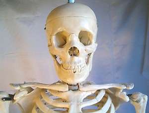 Life size human skeleton anatomical model 57 New  