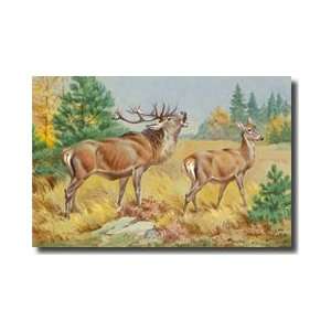  Two European Red Deer In A Forest Giclee Print