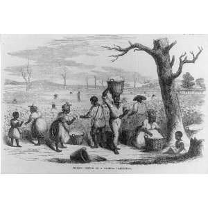    1858 Picking cotton on a Georgia plantation