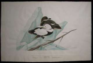 1975 John Ruthven SN Aquatint Etching of Labrador Duck  
