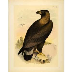  1881 Chromolithograph Golden Eagle Aquila Bird of Prey 