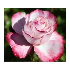  Bably Paradise Sunblaze Rose Seeds Packet: Patio, Lawn 