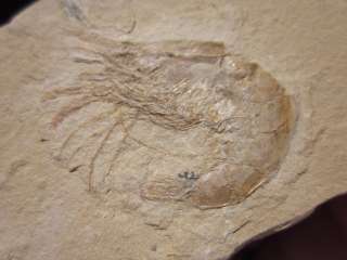 Fossil SHRIMP Sea Creature Lebanon Shell Fish Fossils  