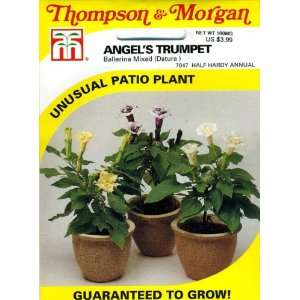  Thompson & Morgan 7047 Angels Trumpet Ballerina Mxd 