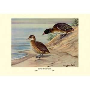 Black Headed Duck   Paper Poster (18.75 x 28.5): Sports 