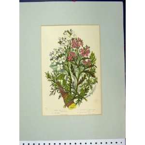 Purple Sea Rocket Sea Kale Wart Cress Plant C1896 Print  