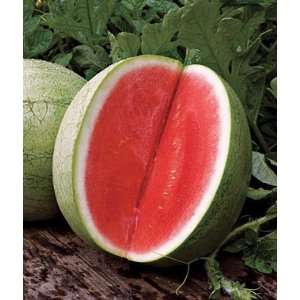  Watermelon Seedless, Big Tasty Hybrid 1 Pkt. (10 seeds 