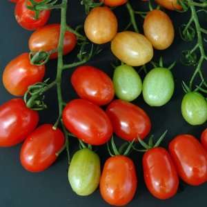 Red Candy Tomato Plant   3 Pot   Great Taste  Very Productive/Disease 