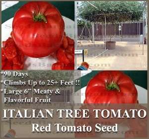   ITALIAN TREE TOMATO SEEDS   LARGE Meaty and Flavorful 6 FRUITS  