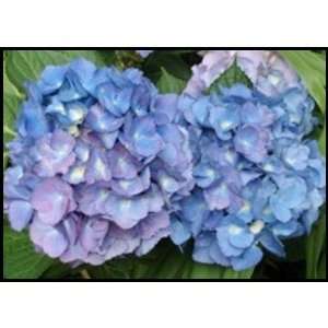  Blue Hydrangeas Tinged with Purple Postage Office 