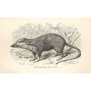  Bulau Or Tikus 1862 WoodS Natural History Engraving
